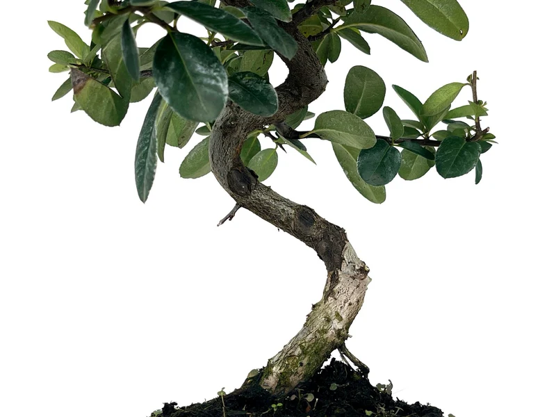 Bonsái Pyracantha – Espino De Fuego 7 Años
