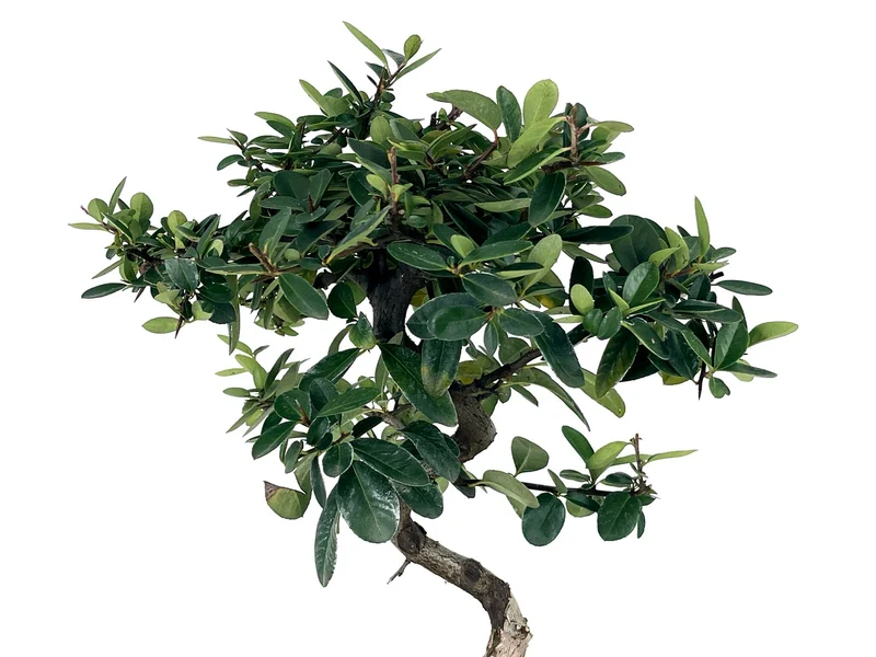 Bonsái Pyracantha – Espino De Fuego 7 Años