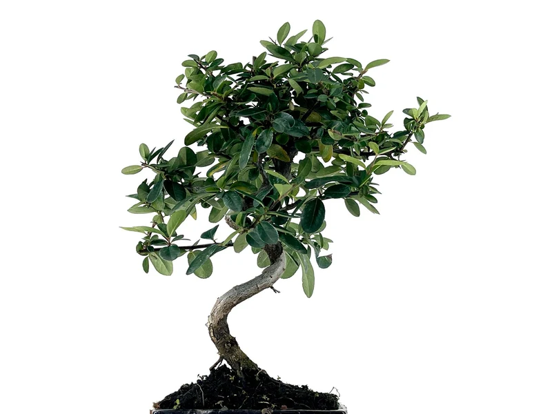 Bonsái Pyracantha – Espino De Fuego 7 Años