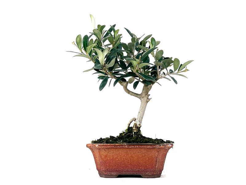 Bonsái Olea Europea – Olivo 7 Años