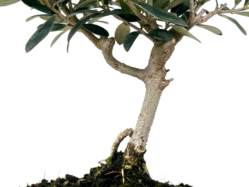 Bonsái Olea Europea – Olivo 7 Años
