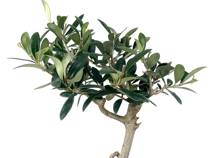 Bonsái Olea Europea – Olivo 7 Años