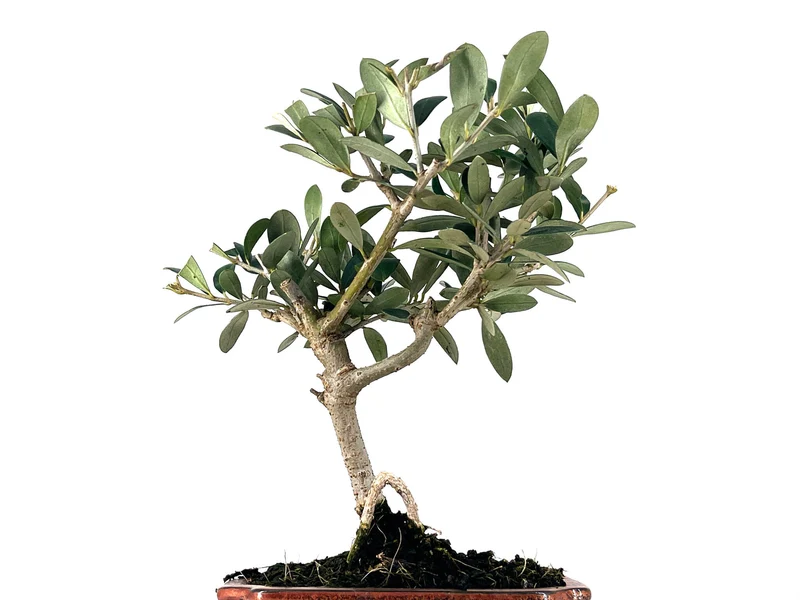 Bonsái Olea Europea – Olivo 7 Años