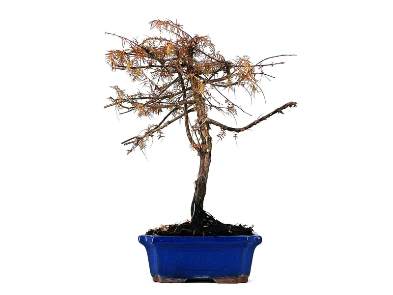 Bonsái Metasequoia 9 Años