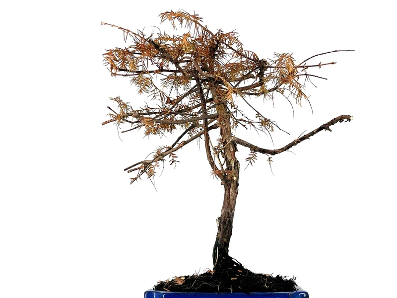 Bonsái Metasequoia 9 Años