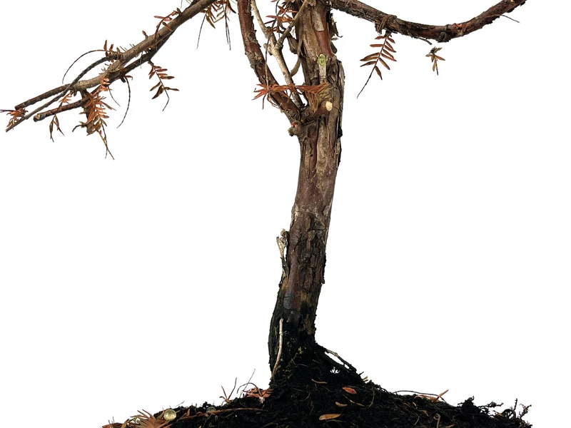 Bonsái Metasequoia 9 Años