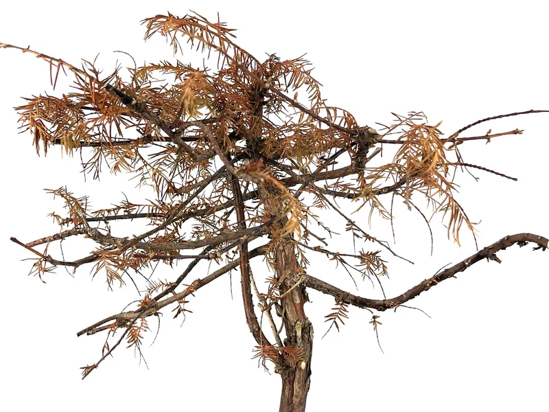 Bonsái Metasequoia 9 Años