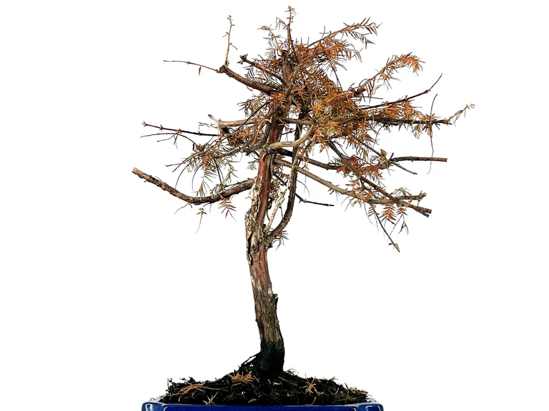 Bonsái Metasequoia 9 Años