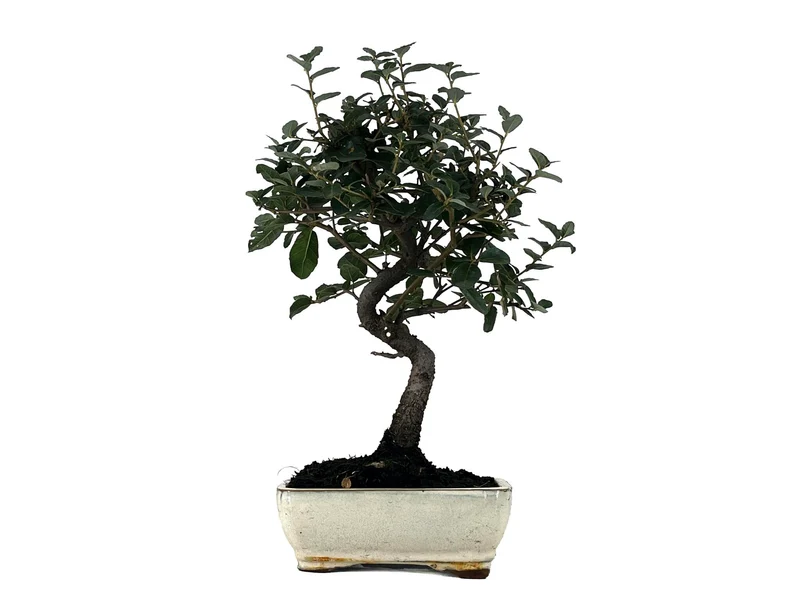 Bonsái Quercus Suber – Alcornoque 7 Años