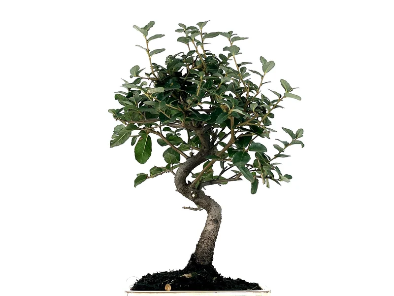 Bonsái Quercus Suber – Alcornoque 7 Años