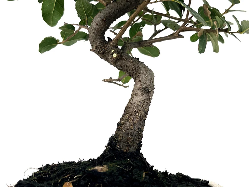 Bonsái Quercus Suber – Alcornoque 7 Años