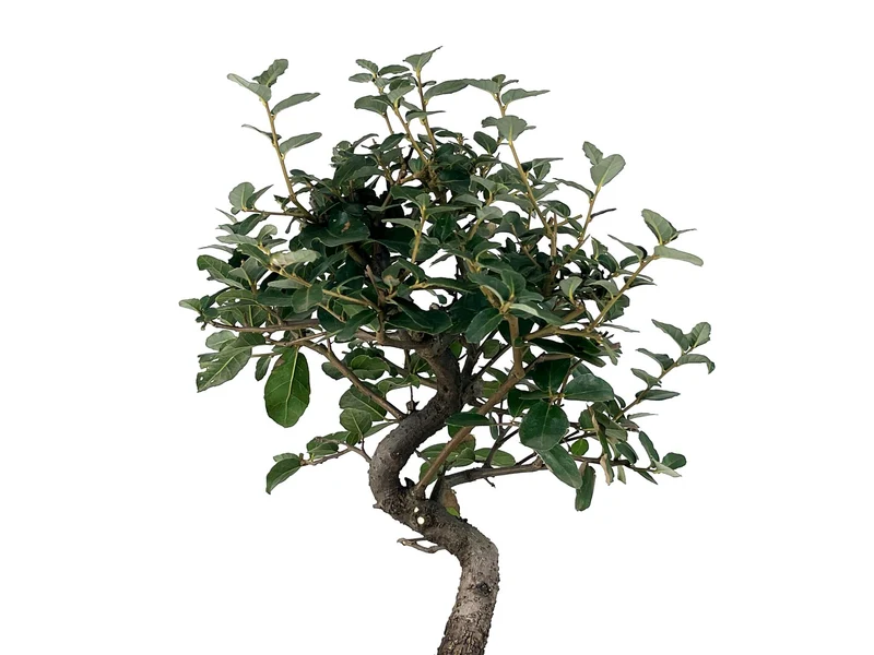 Bonsái Quercus Suber – Alcornoque 7 Años