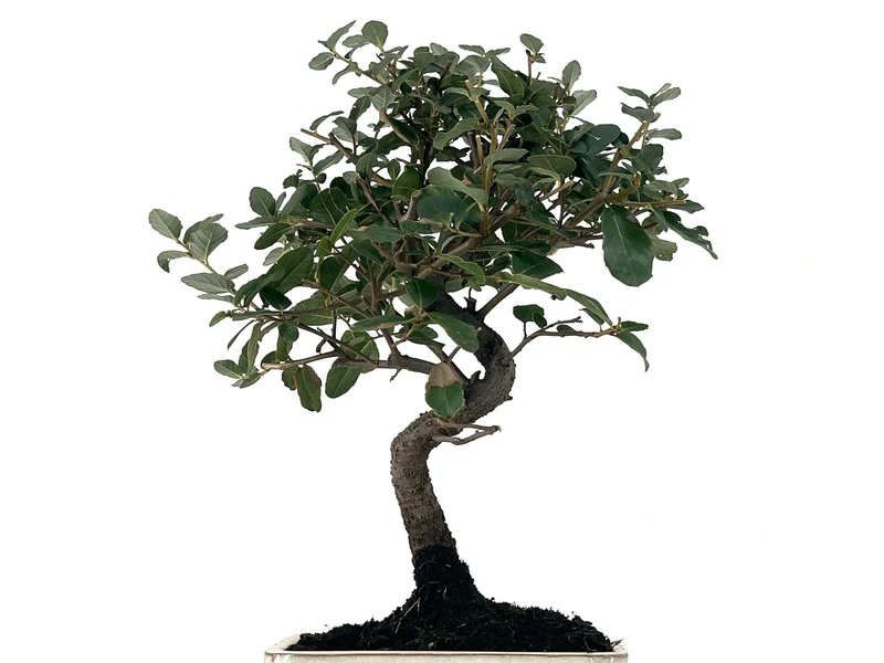 Bonsái Quercus Suber – Alcornoque 7 Años