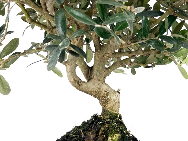 Bonsái Olea Europea – Olivo 9 Años