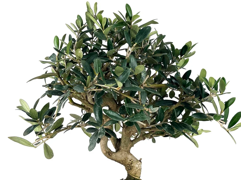 Bonsái Olea Europea – Olivo 9 Años