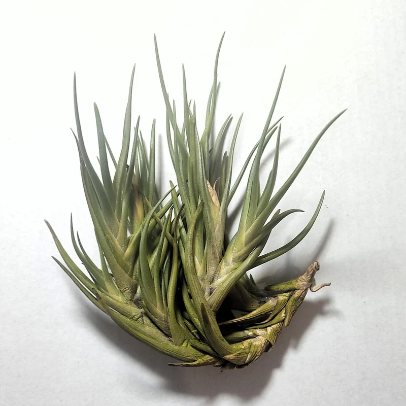Tillandsia Albertiana; Planta Del Aire De Floración Espectacular; Curiosarium; Altura 12-15 Cm, Diámetro 12 Cm