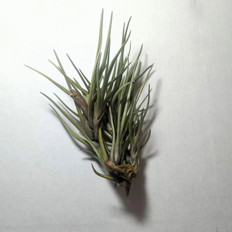 Tillandsia Albertiana; Planta Del Aire De Floración Espectacular; Curiosarium; Altura 12-15 Cm, Diámetro 12 Cm