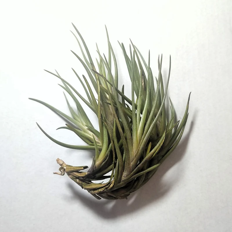 Tillandsia Albertiana; Planta Del Aire De Floración Espectacular; Curiosarium; Altura 12-15 Cm, Diámetro 12 Cm