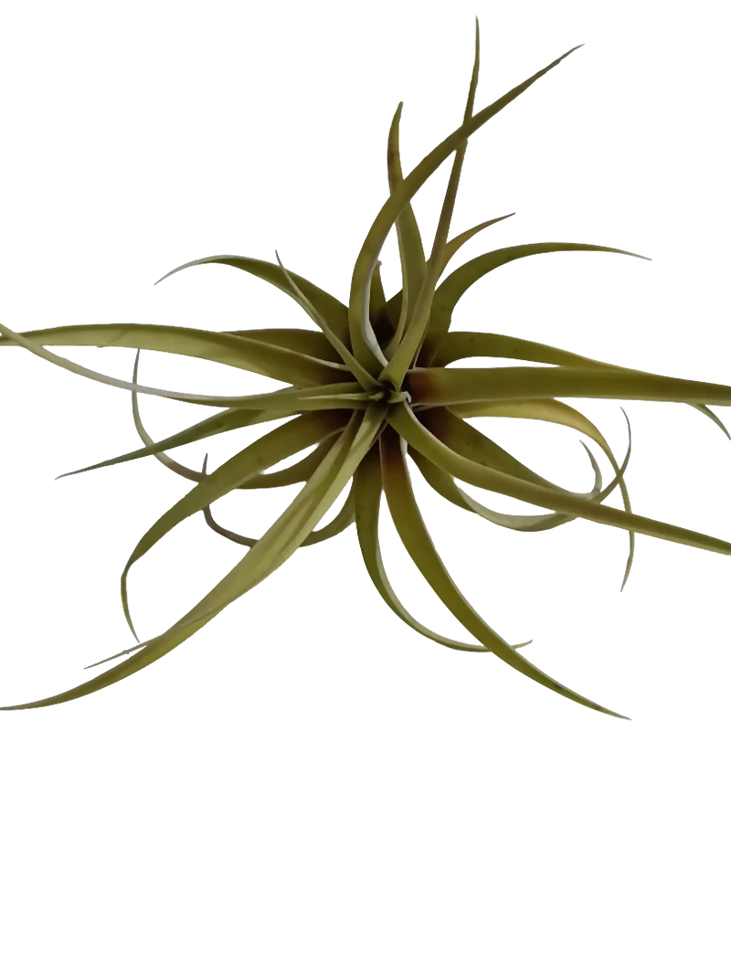 Tillandsia Capitata Peach Melocoton Planta Natural Clavel Del Aire