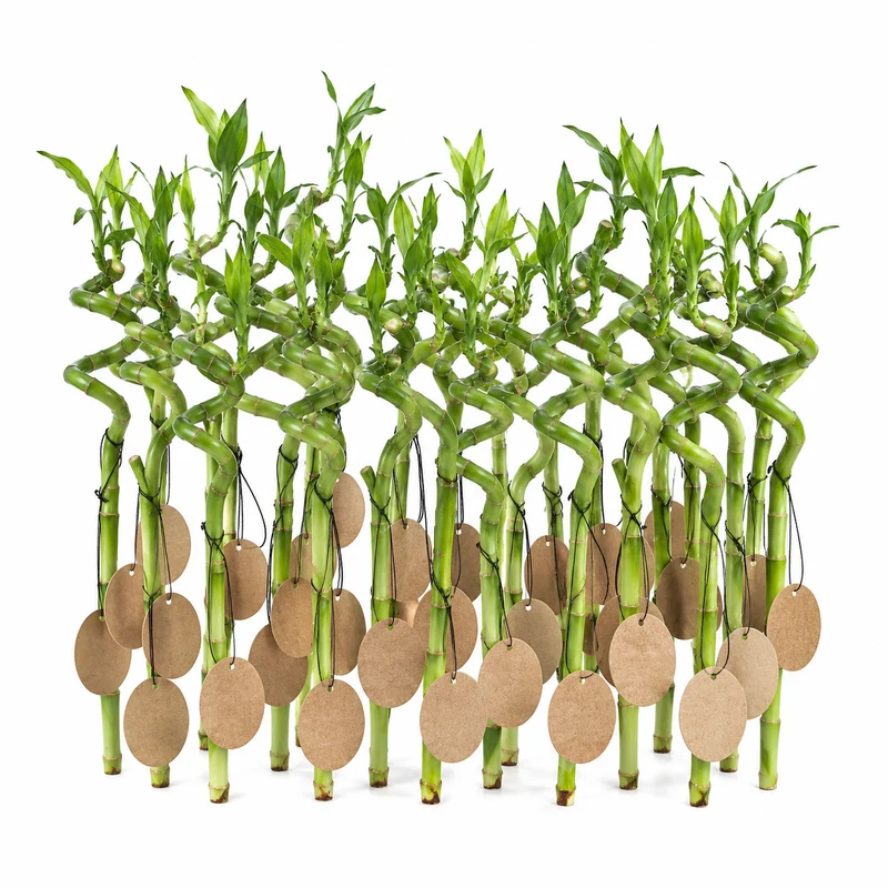 Lucky Bamboo Set De 30 Con Tarjetas - Dracaena Sanderiana - Regalo 40-45 Cm
