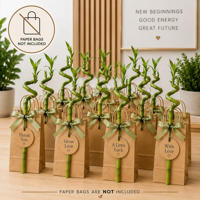 Lucky Bamboo Set De 30 Con Tarjetas - Dracaena Sanderiana - Regalo 40-45 Cm