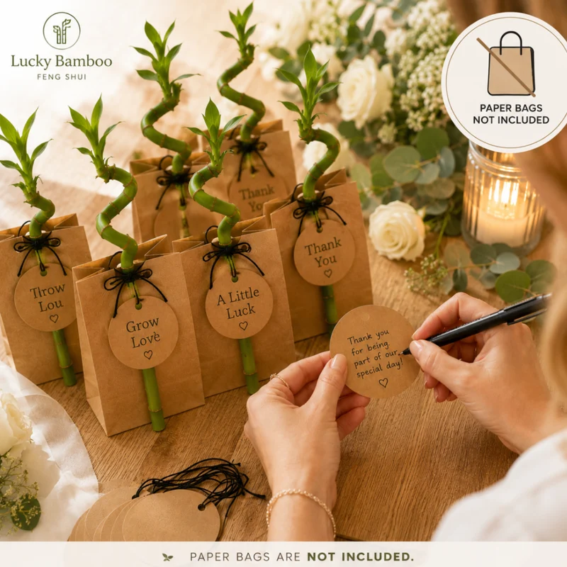 Lucky Bamboo Set De 30 Con Tarjetas - Dracaena Sanderiana - Regalo 40-45 Cm
