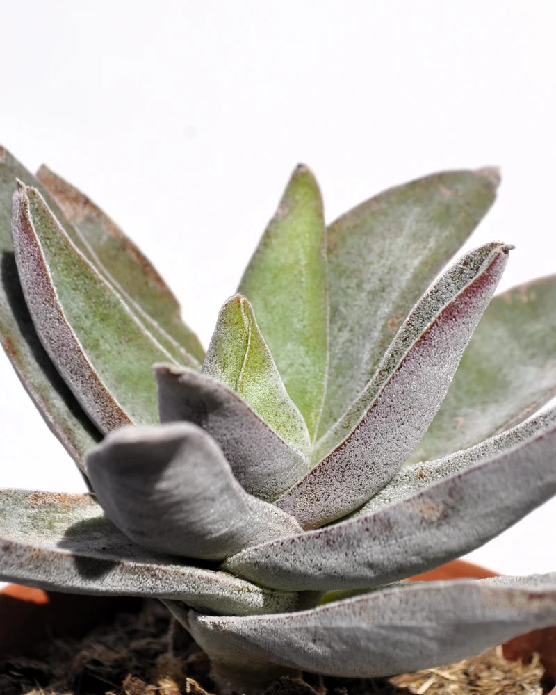 Crassula 'garnet Lotus'; Planta Suculenta, Planta De Colección; Curiosarium; Diámetro Maceta 10,5 Cm
