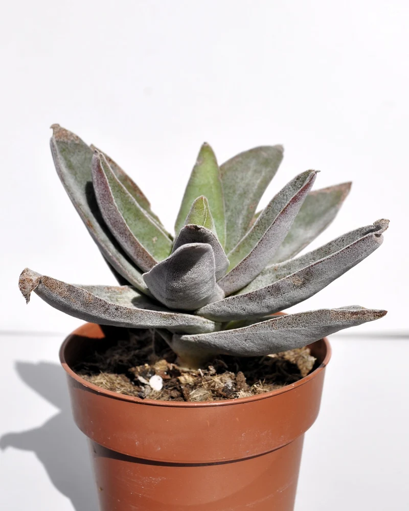 Crassula 'garnet Lotus'; Planta Suculenta, Planta De Colección; Curiosarium; Diámetro Maceta 10,5 Cm