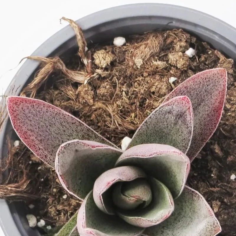 Crassula 'garnet Lotus'; Planta Suculenta, Planta De Colección; Curiosarium; Diámetro Maceta 10,5 Cm