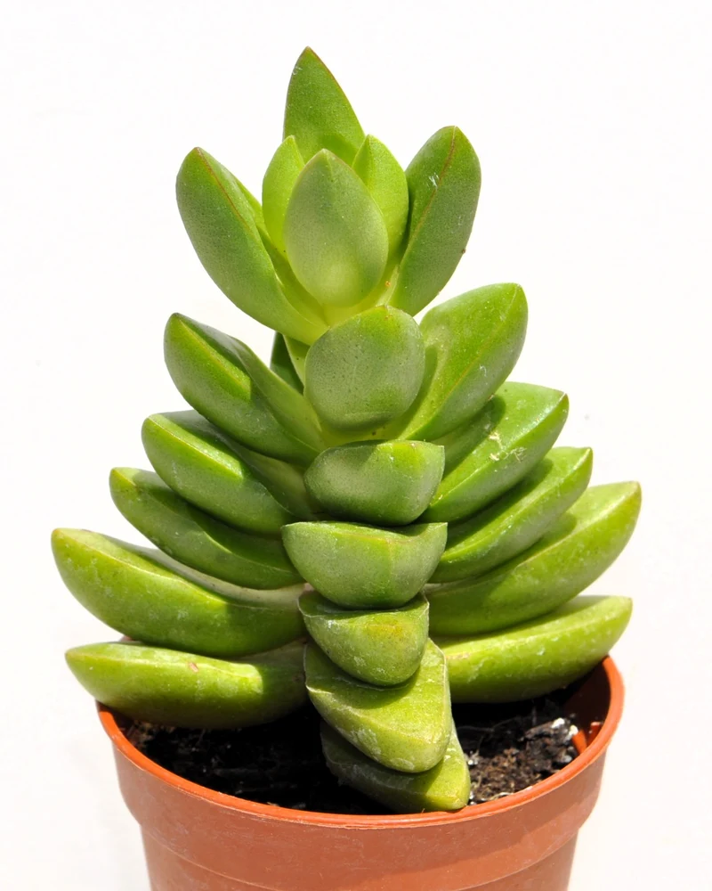 Crassula 'ben' (crásula Benjamín); Planta Suculenta Verde; Curiosarium; Diámetro Maceta 10,5 Cm