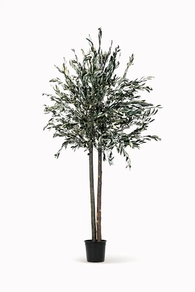 Preserved olive tree