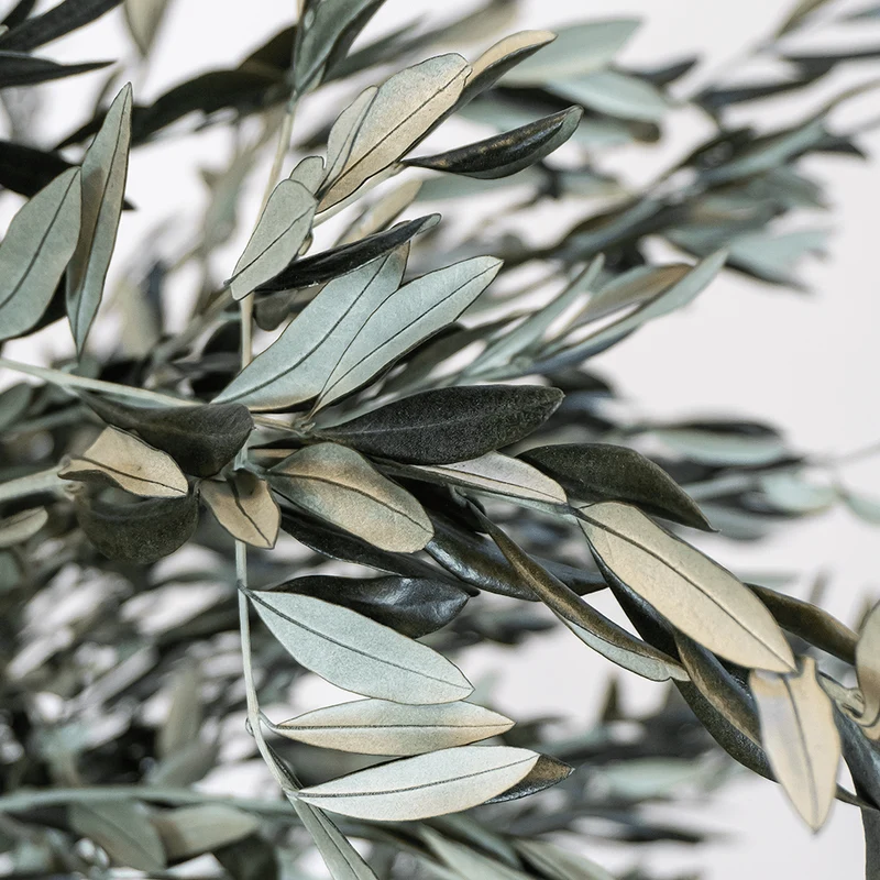 Preserved olive tree