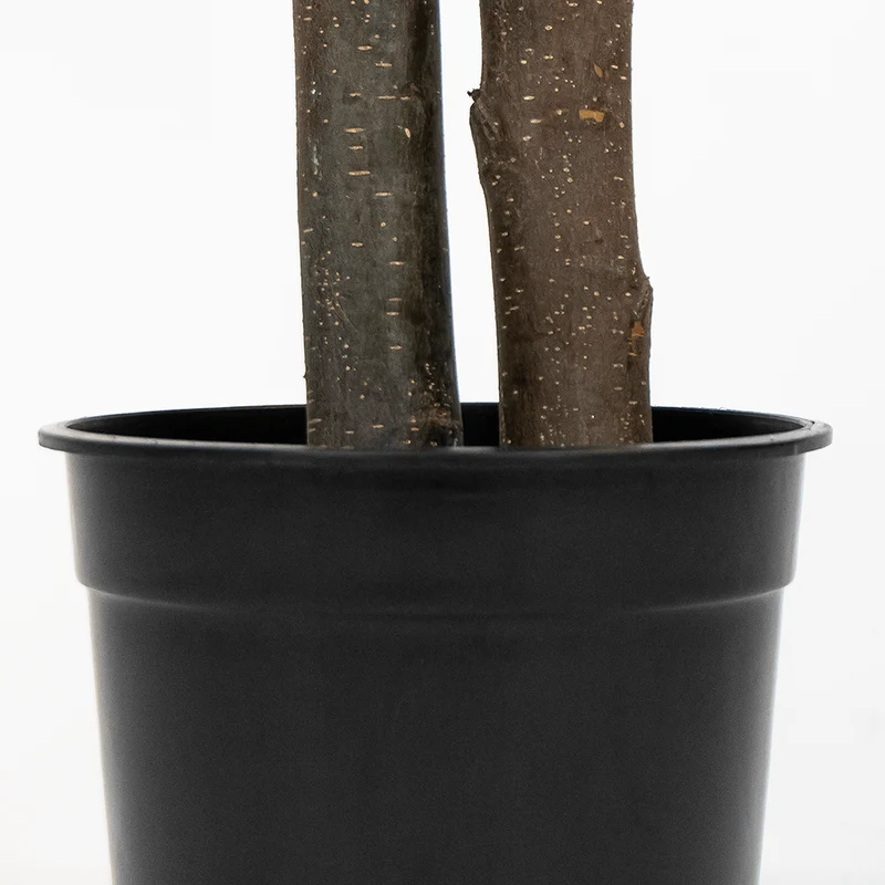 Preserved olive tree