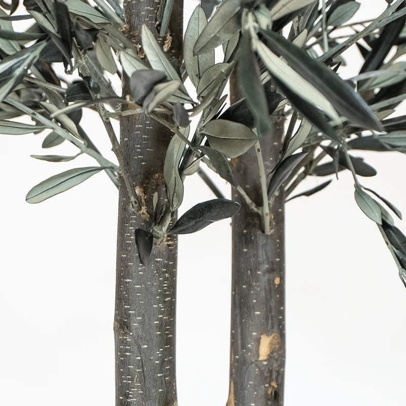 Preserved olive tree
