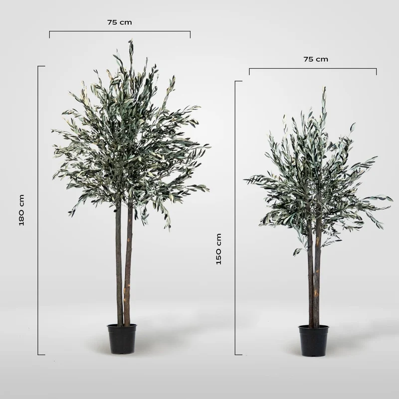 Preserved olive tree