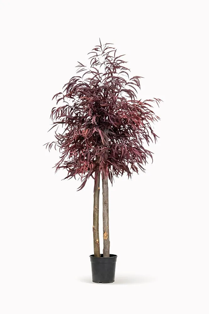 Brillifolium preserved