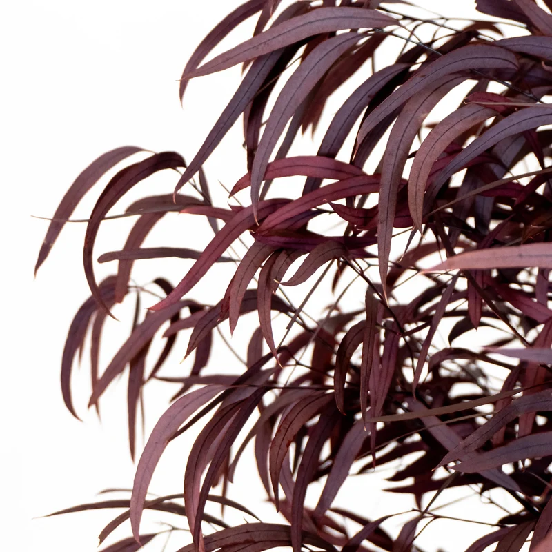 Brillifolium preserved