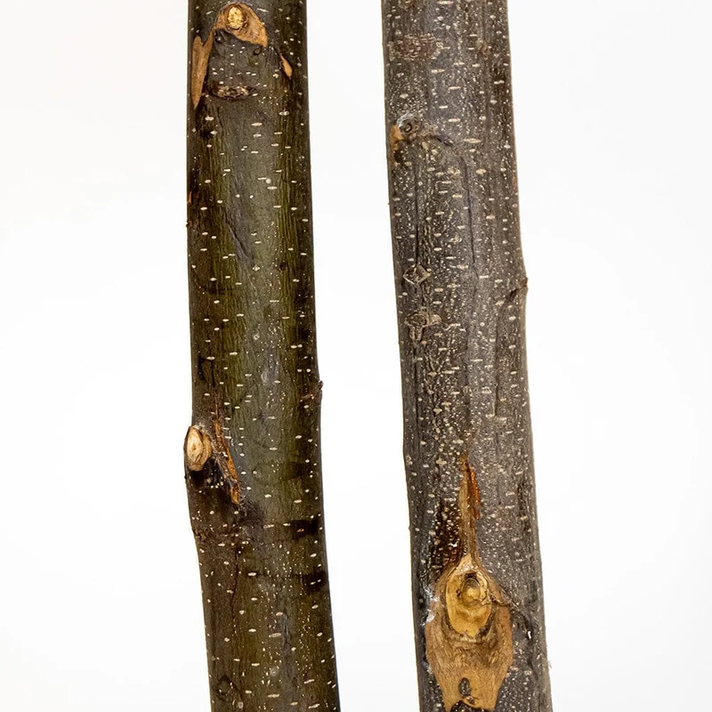 Brillifolium preserved