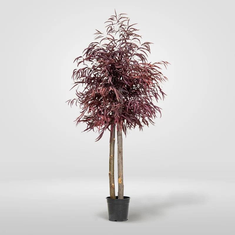 Brillifolium preserved