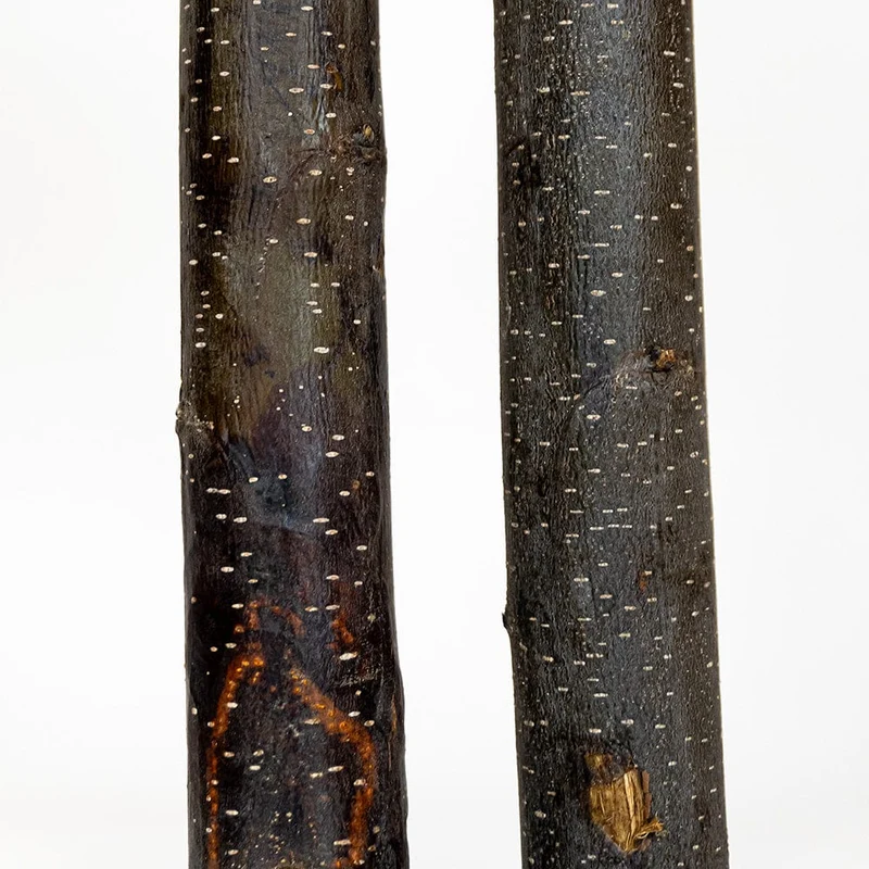Lunargentum preserved