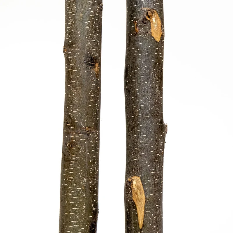 Auralba preserved