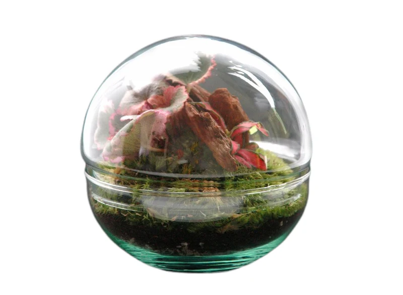 Nanogarden Terrario Ball Sax Fit 12x12 Cm
