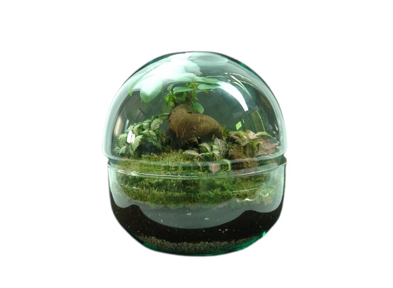 Nanogarden Terrario Ball Ginfit 20x20cm
