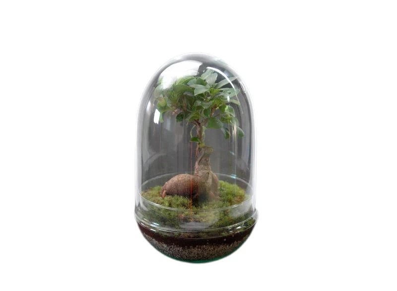 Nanogarden Terrario Ginseng Jungle 30x17 Cm