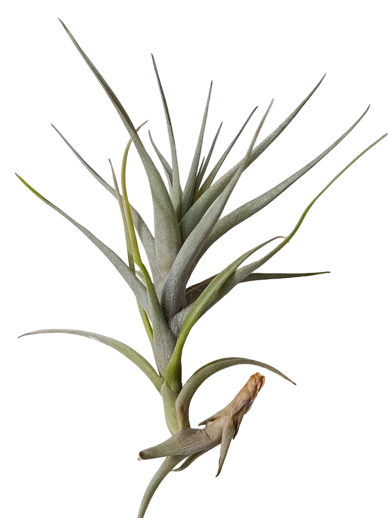 Tillandsia Queroensis Planta Natural Clavel Del Aire