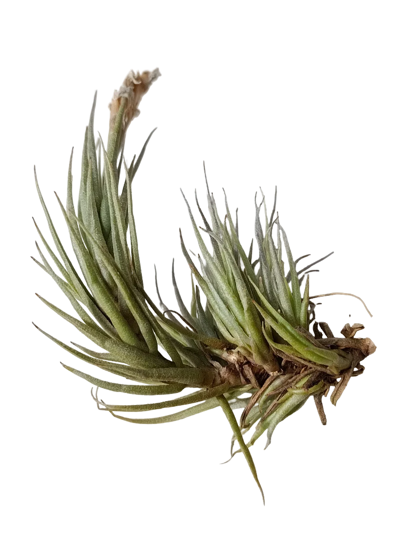 Tillandsia Kirschnekii Planta Natural Clavel Del Aire