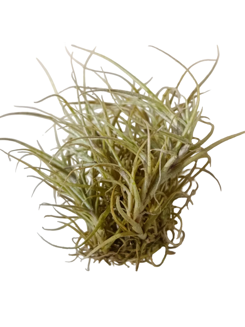 Tillandsia Marconae Plantas De Interior Naturales Colgante