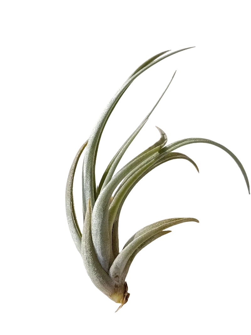 Tillandsia Karwinskiana Planta Natural Clavel Del Aire