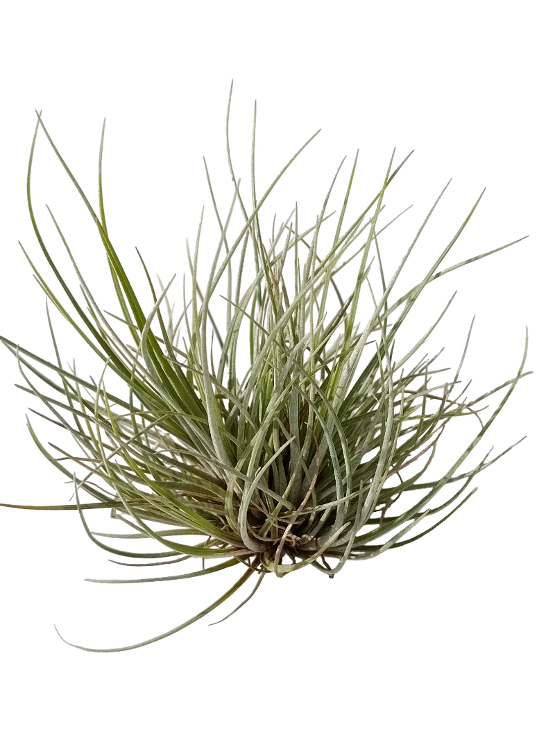 Tillandsia Batrami Mini Clumb Planta Natural Clavel Del Aire