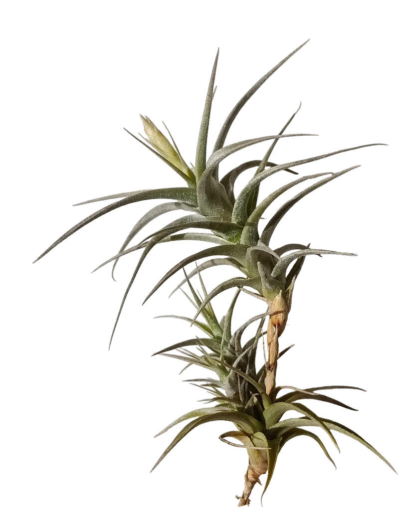Tillandsia Latifolia Vivipara Planta Natural Clavel Del Aire